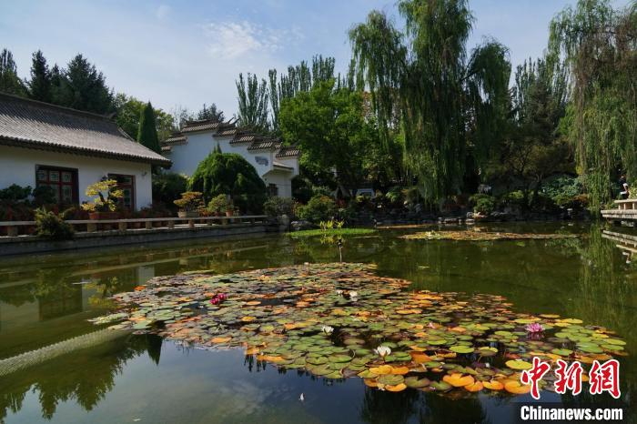 圖為西寧園林植物園秋日風(fēng)景別有韻味。　馬銘言 攝