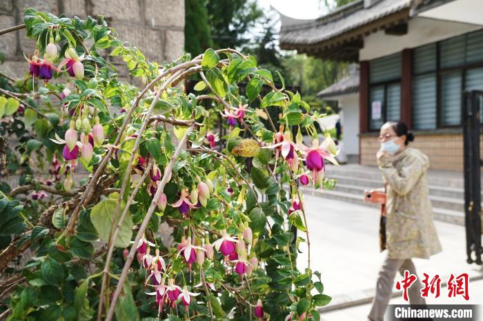 圖為市民在西寧園林植物園內(nèi)觀賞花卉?！●R銘言 攝