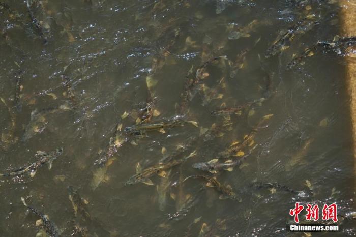 資料圖：圖為今年5月底到8月初，青海湟魚洄游產卵 馬銘言攝