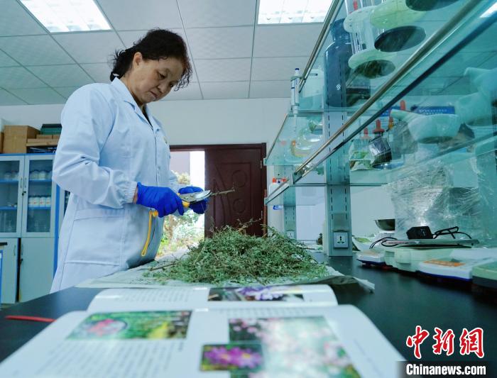 圖為張錦梅在實(shí)驗(yàn)室工作。　馬銘言 攝