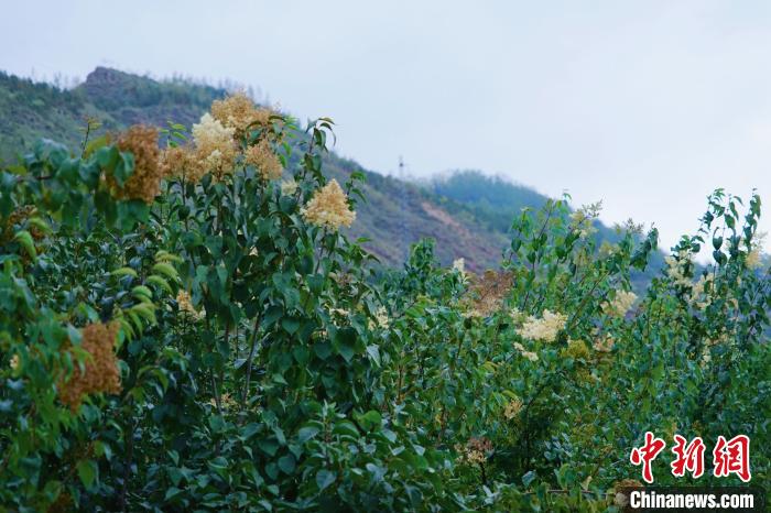 圖為西寧北山上的丁香樹?！●R銘言 攝