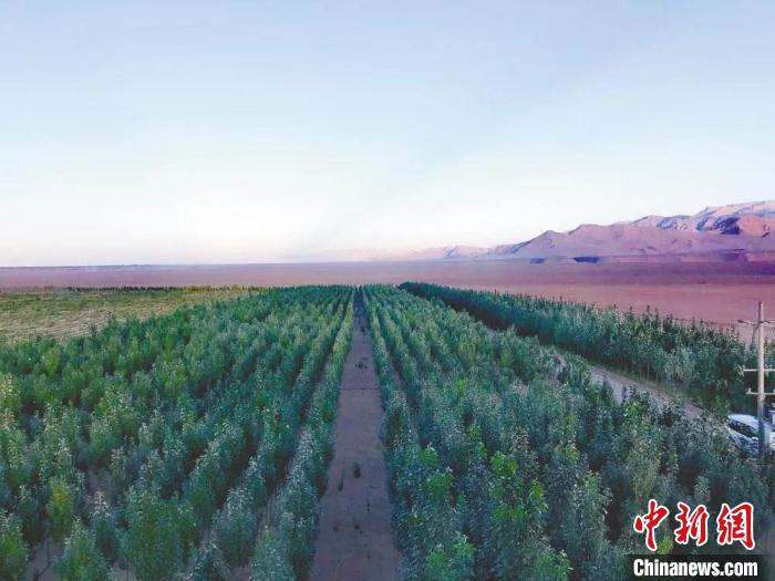 圖為格爾木境內(nèi)種植的綠樹。　格爾木融媒體中心供圖
