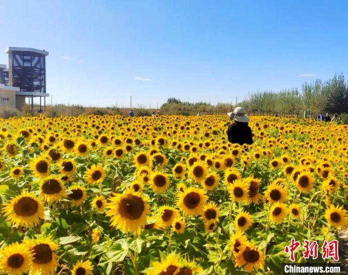 圖為格爾木境內(nèi)的向日葵花海?！「駹柲救诿襟w中心供圖