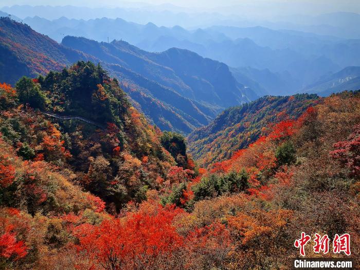 巴山大峽谷漫天紅葉?！埰?攝
