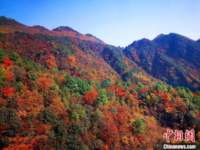 巴山大峽谷漫天紅葉?！埰?攝