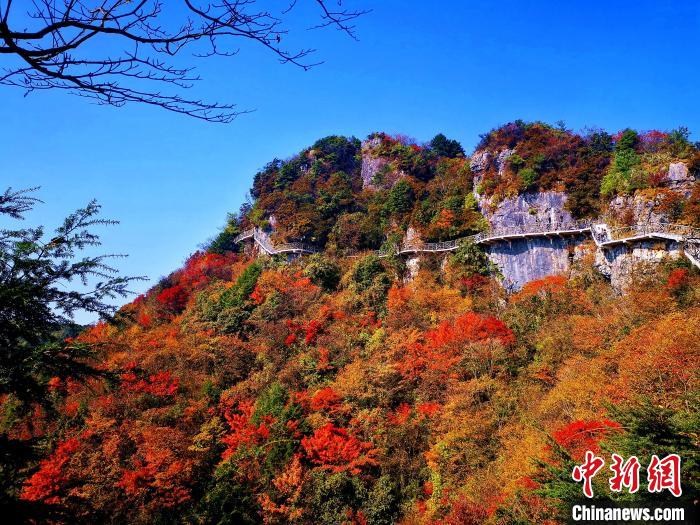 巴山大峽谷漫天紅葉?！埰?攝