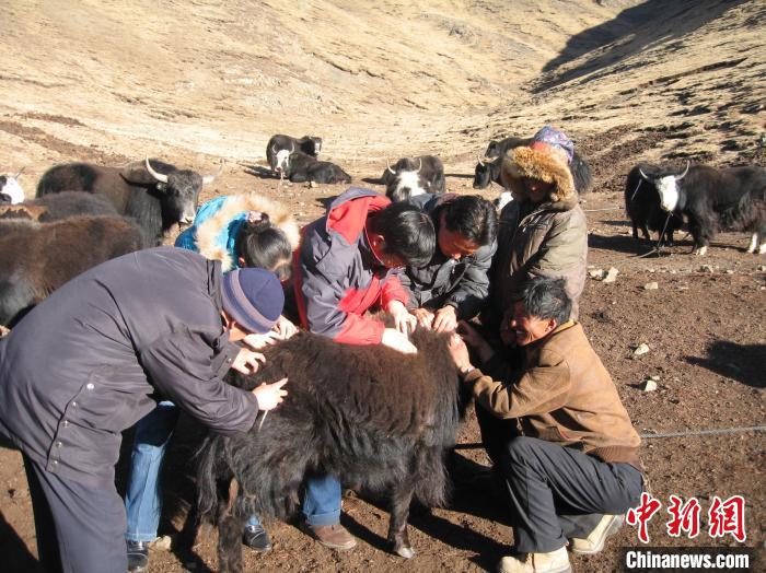 資料圖為研究團(tuán)隊(duì)在青南高原地區(qū)開(kāi)展了牦牛寄生蟲(chóng)病流行病學(xué)和防治技術(shù)研究。　 青海省畜牧獸醫(yī)科學(xué)院供圖