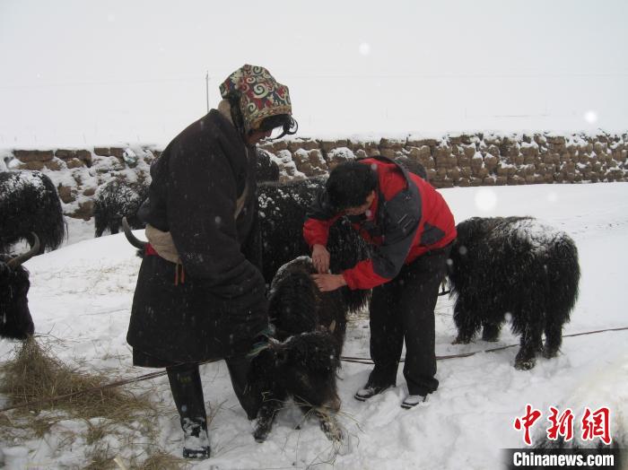 資料圖為研究團(tuán)隊(duì)在達(dá)日縣檢查牛背部皮蠅幼蟲(chóng)感染情況?！?青海省畜牧獸醫(yī)科學(xué)院供圖
