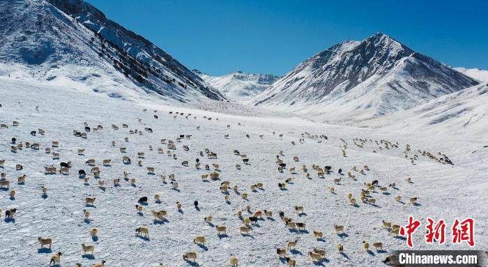 圖為羊群在雪地里覓食?！《继m縣融媒體中心供圖