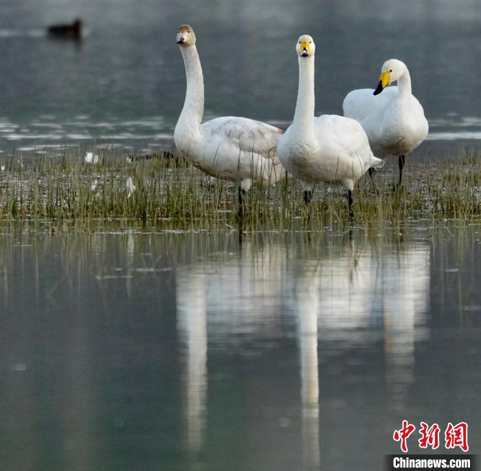 圖為三只大天鵝?！±钣穹?攝