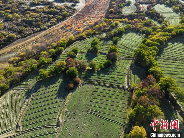 圖為11月8日，雅魯藏布江畔的高原梯田?！《拘?攝