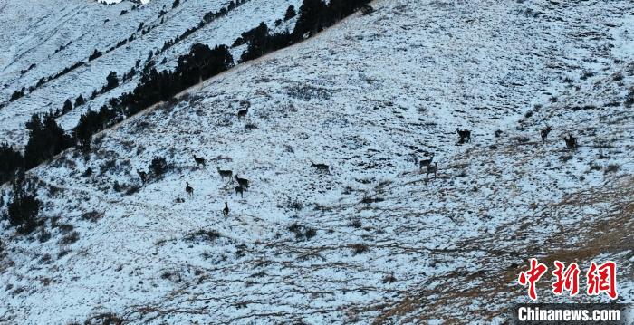 圖為巖羊和馬鹿集體在雪地里休憩?！《继m縣融媒體中心 供圖