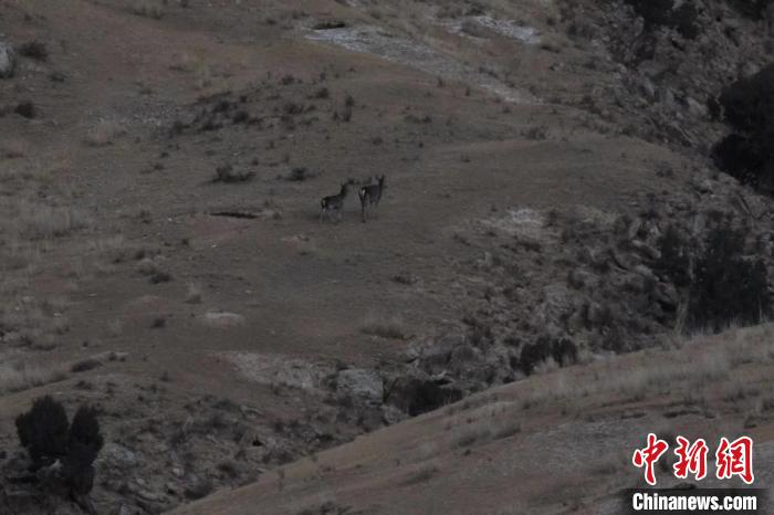 圖為兩只馬鹿在山坡上行走?！〔湃?攝