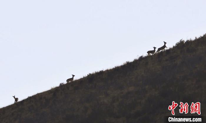 圖為狍鹿在山坡上漫步。　才項(xiàng)南加 攝