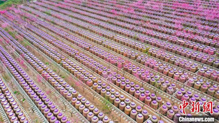灼灼桃花惹人醉?！㈡?攝