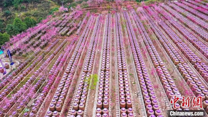 灼灼桃花惹人醉?！㈡?攝