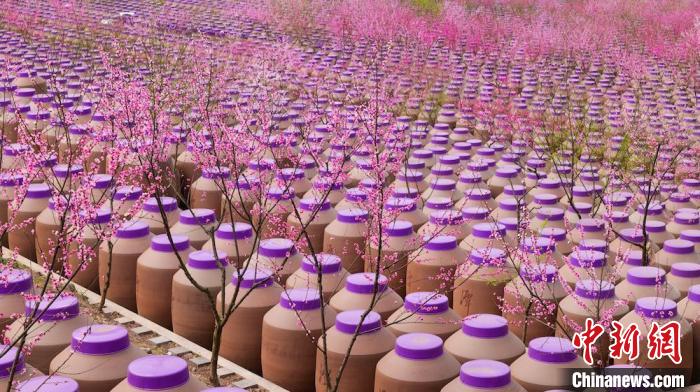桃花和酒壇相映成趣?！∫足?攝