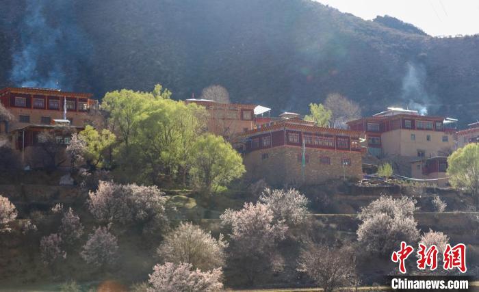 暖陽下白玉縣河坡鎮(zhèn)正在盛開的桃花與藏式民居?！“子袢诿?攝