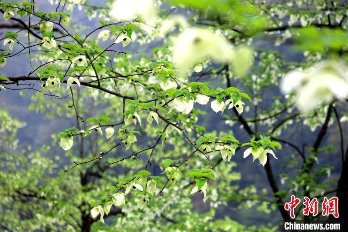 珙桐在春末夏初之際開花，花期較短。　呂楊 攝