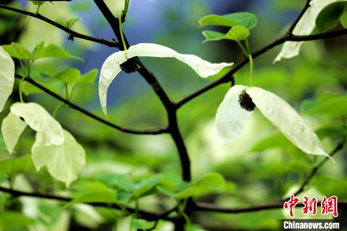 兩片潔白的花瓣隨風(fēng)搖曳就像飛翔的白鴿?！螚?攝