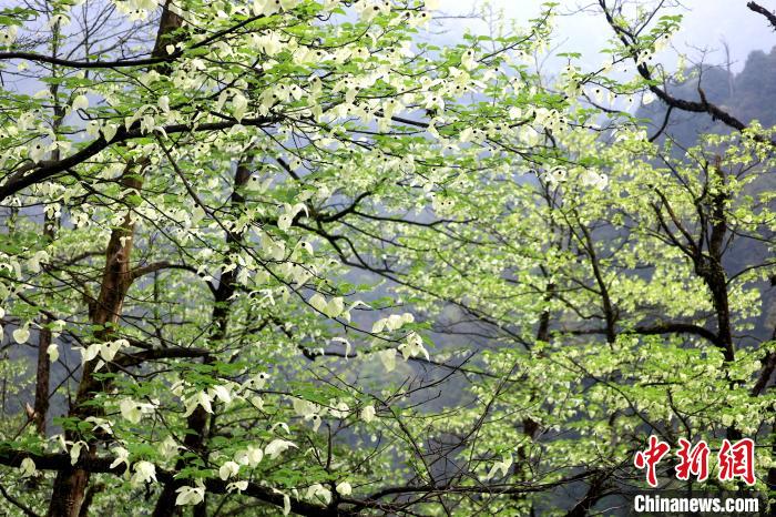 珙桐是1000萬年前新生代第三紀(jì)留下的孑遺植物，中國特有的樹種，是國家一級瀕危保護(hù)野生植物?！螚?攝