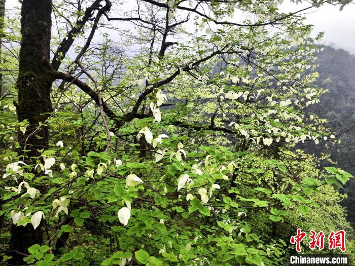 山谷兩側(cè)高大繁茂的珙桐樹。　呂楊 攝