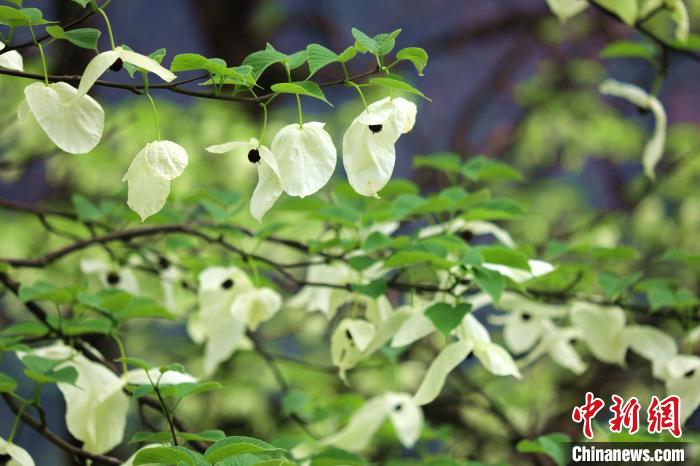 珙桐樹開出潔白的花朵?！螚?攝