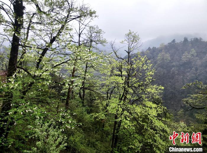 珙桐花朵潔白素雅，與青山雨霧融為一體?！螚?攝