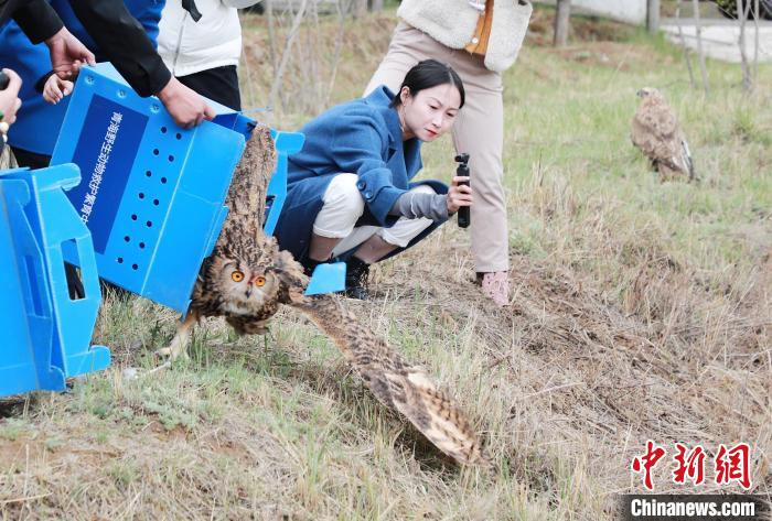 圖為西寧野生動(dòng)物園救護(hù)的雕鸮在西寧市放歸大自然?！●R銘言 攝