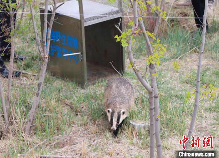 圖為西寧野生動(dòng)物園救護(hù)的狗獾在西寧市放歸大自然?！●R銘言 攝