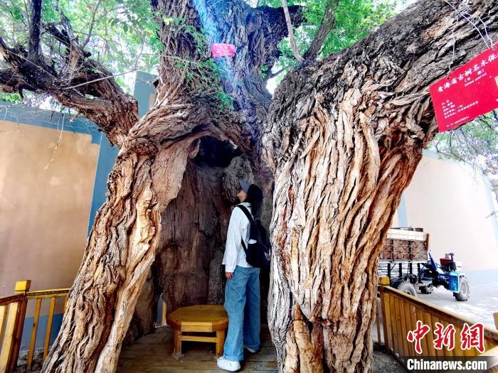 青海海東市阿河灘地質(zhì)文化村：古樹新枝、丹山碧水