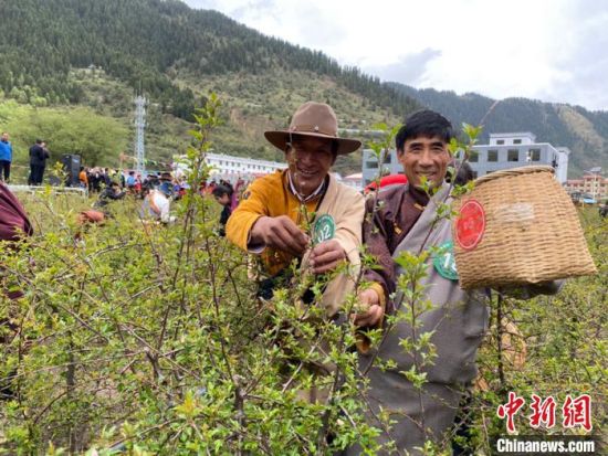 圖為當?shù)剞r(nóng)牧民進行藏雪茶采摘比賽?！⊥鮿x 攝