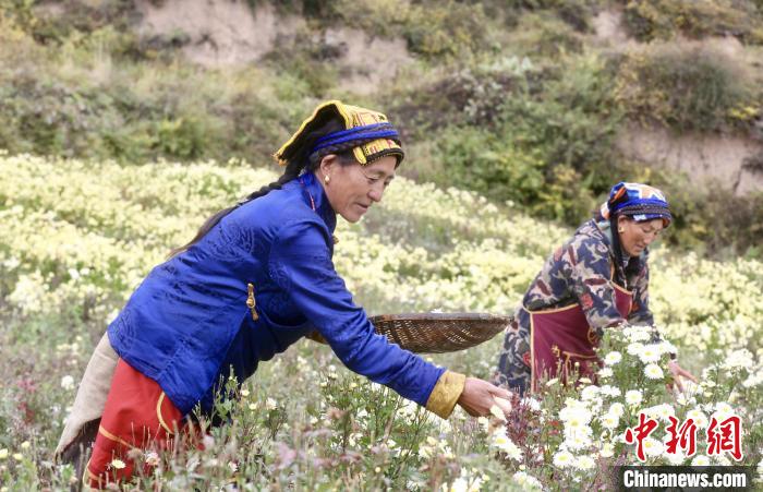 黑水村民在采摘杭白菊。桐鄉(xiāng)市宣傳部提供