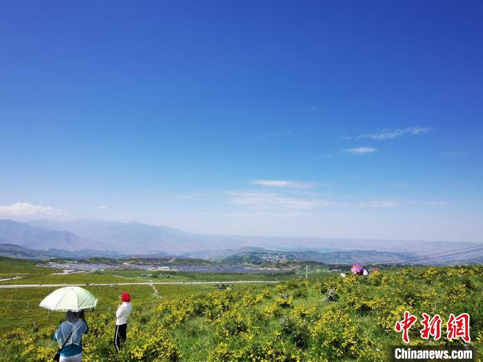 2020年07月07日拍攝于臨夏州積石山縣境內(nèi)，生態(tài)環(huán)境逐漸恢復(fù)，小黃花開(kāi)遍山間。(資料圖) 殷春永 攝