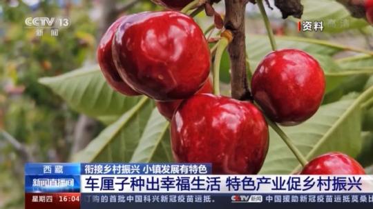 種蘑菇、養(yǎng)駱駝...。。特色產(chǎn)業(yè)助力鄉(xiāng)村振興走新路