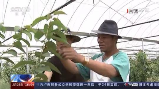 種蘑菇、養(yǎng)駱駝...。。特色產(chǎn)業(yè)助力鄉(xiāng)村振興走新路