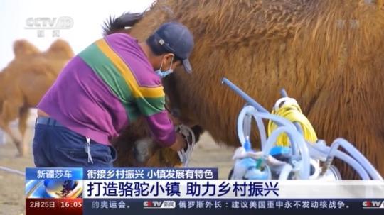 種蘑菇、養(yǎng)駱駝...。。特色產(chǎn)業(yè)助力鄉(xiāng)村振興走新路