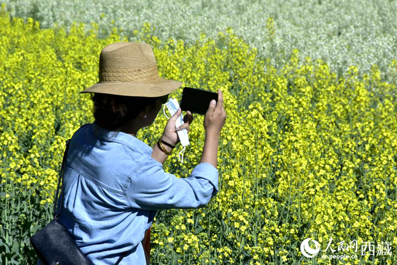 大片油菜花吸引游客到來。人民網(wǎng) 李海霞攝