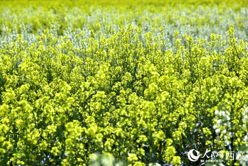 盛開的小油菜花。人民網(wǎng) 李海霞攝