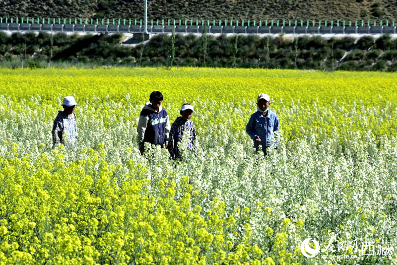 小孩在油菜花田嬉戲。人民網(wǎng) 李海霞攝
