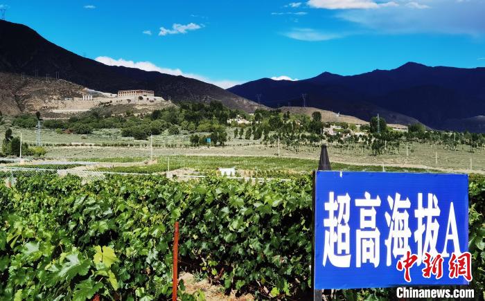 圖為桑日縣種植的葡萄?！∩侥仙Ｈ湛h委宣傳部提供