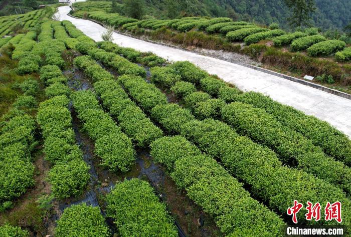 圖為西藏林芝市墨脫縣背崩鄉(xiāng)格林村山頂?shù)木坝^茶園。(無人機照片) 李林 攝