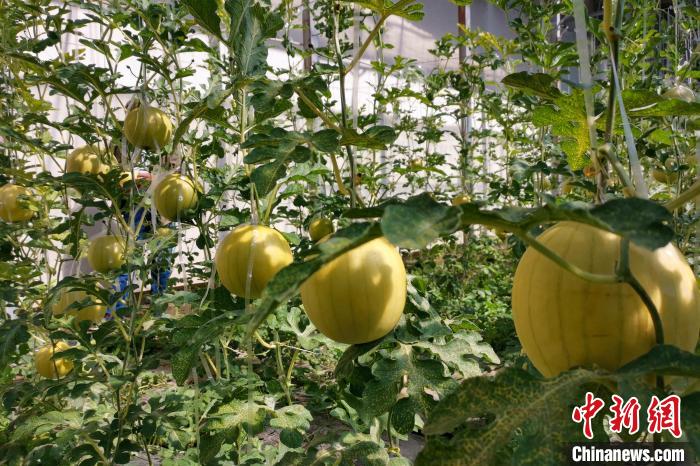 圖為康馬縣大棚內(nèi)的金太陽西瓜?！⒔ㄜ?攝