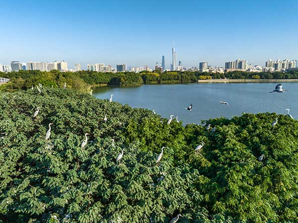 廣州海珠國家濕地公園一角。公園供圖