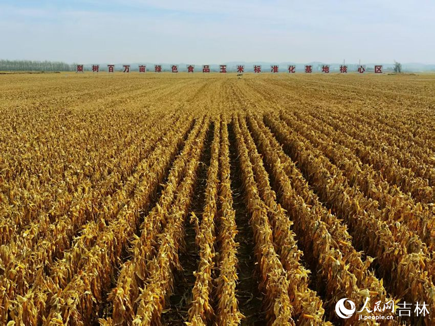 吉林黑土地上糧滿倉（資料圖片）。人民網(wǎng)記者 王海躍攝