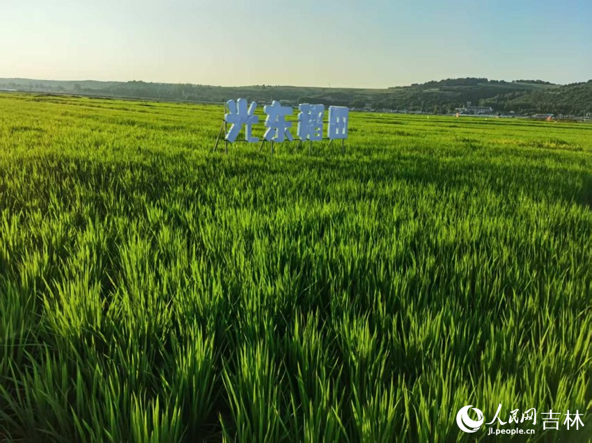 光東村稻田風(fēng)景美如畫（資料圖片）。人民網(wǎng)記者 王海躍攝