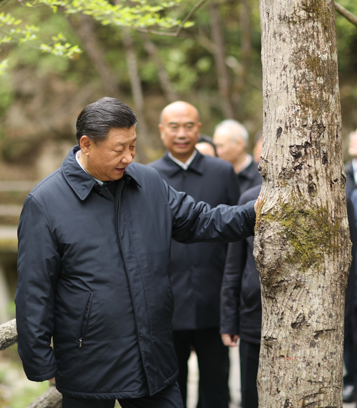 　2020年4月，習近平總書記來到位于商洛市柞水縣的秦嶺牛背梁國家級自然保護區(qū)，考察秦嶺生態(tài)保護情況。新華社記者 鞠鵬 攝