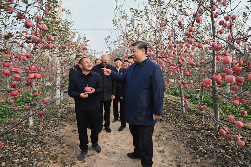 2022年10月26日，習(xí)近平總書記在陜西省延安市安塞區(qū)高橋鎮(zhèn)南溝村的蘋果園里同老鄉(xiāng)們親切交流。