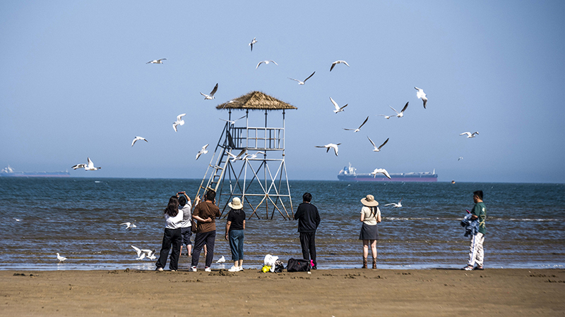 2024年5月12日，河北秦皇島，北戴河鴿子窩公園成群海鷗在天空中自由翱翔，與大海、藍天構(gòu)成了一幅美麗的畫卷。