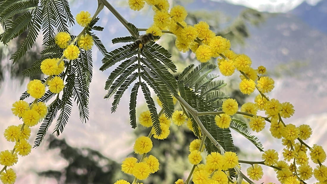 蜜蜂在金合歡花枝上休憩。